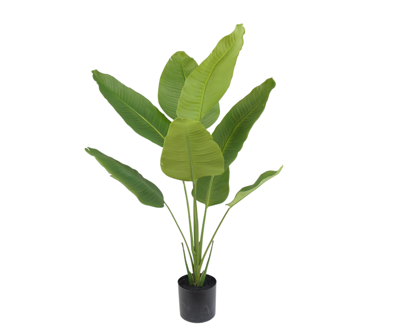 STRELITZIA  GROEN  120 cm