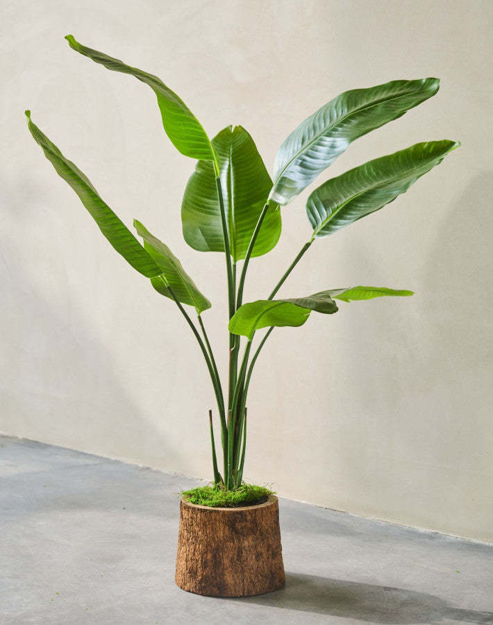 STRELITZIA  GROEN  120 cm