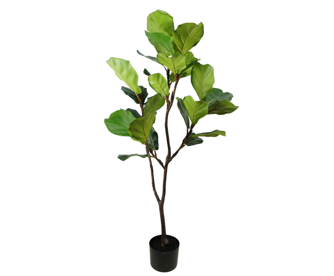FICUS PLANT GROEN  120 cm