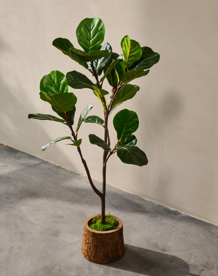 FICUS PLANT GROEN  120 cm