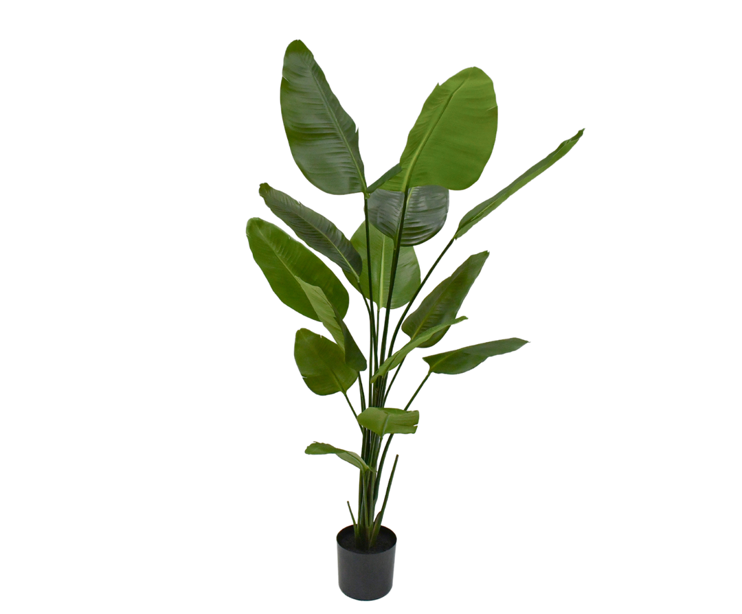 STRELITZIA PLANT GROEN  180 cm