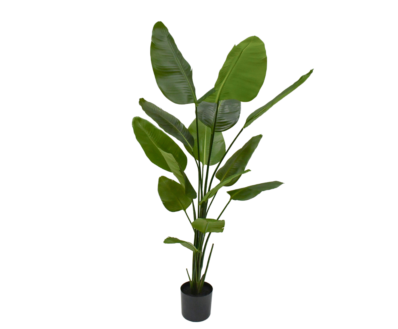 STRELITZIA PLANT GROEN  180 cm
