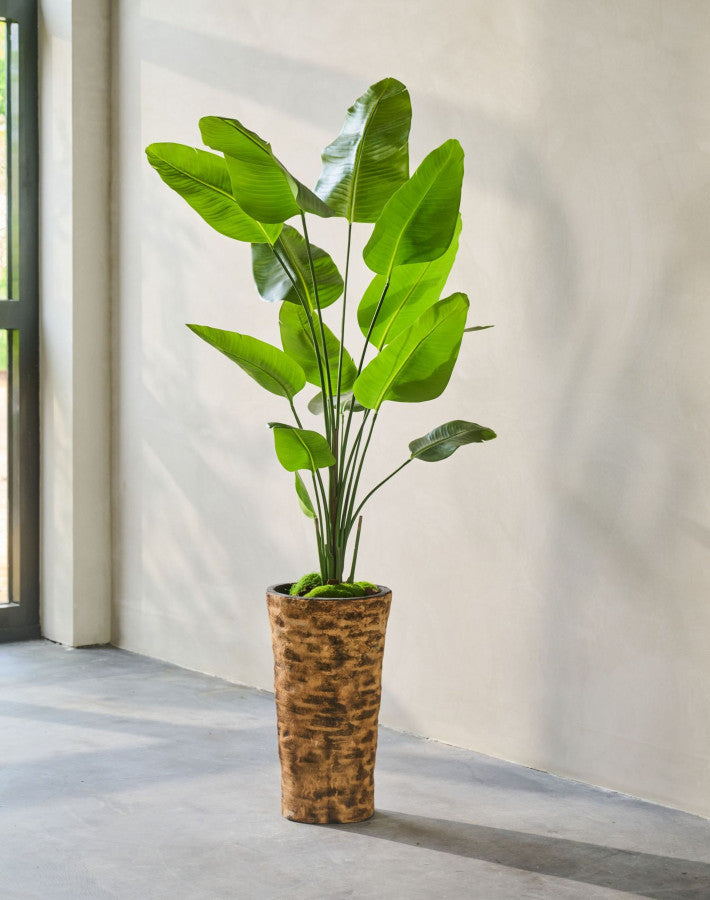STRELITZIA PLANT GROEN  180 cm