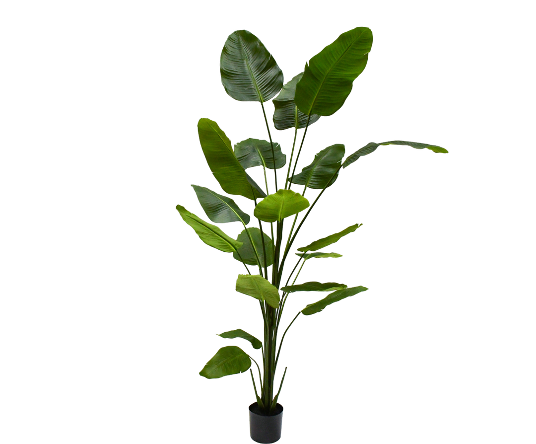 STRELITZIA PLANT GROEN  240 cm