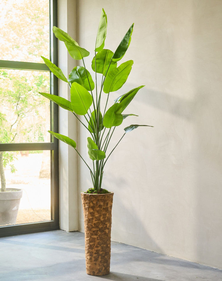 STRELITZIA PLANT GROEN  240 cm