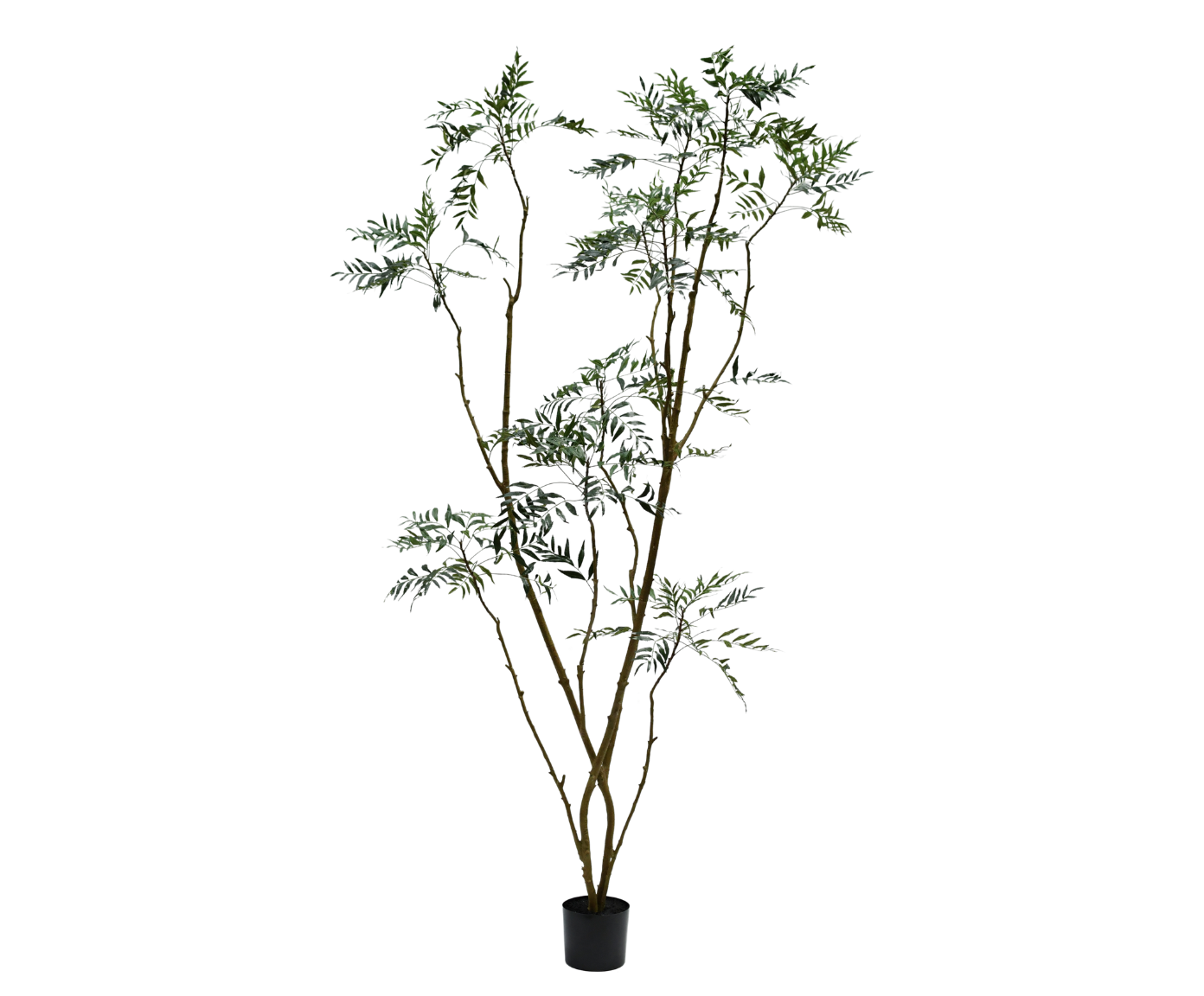 MAHONIE PLANT GROEN  240 cm