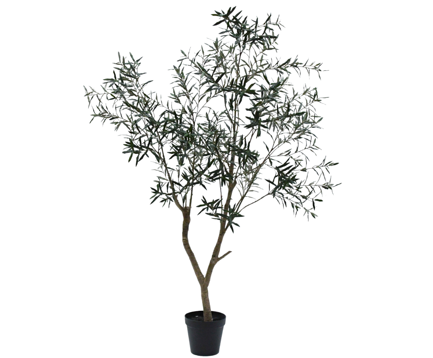 OLIJF BOOM GROEN  240 cm