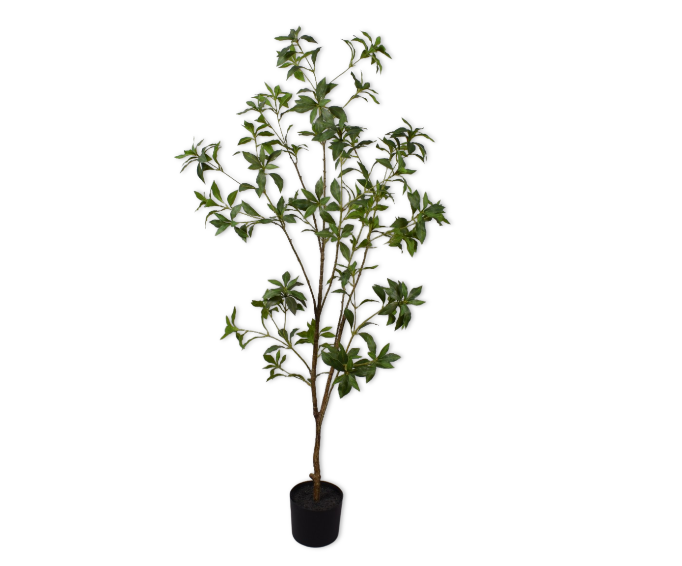 PITTOSPORUM I/GLAS GROEN  150 cm