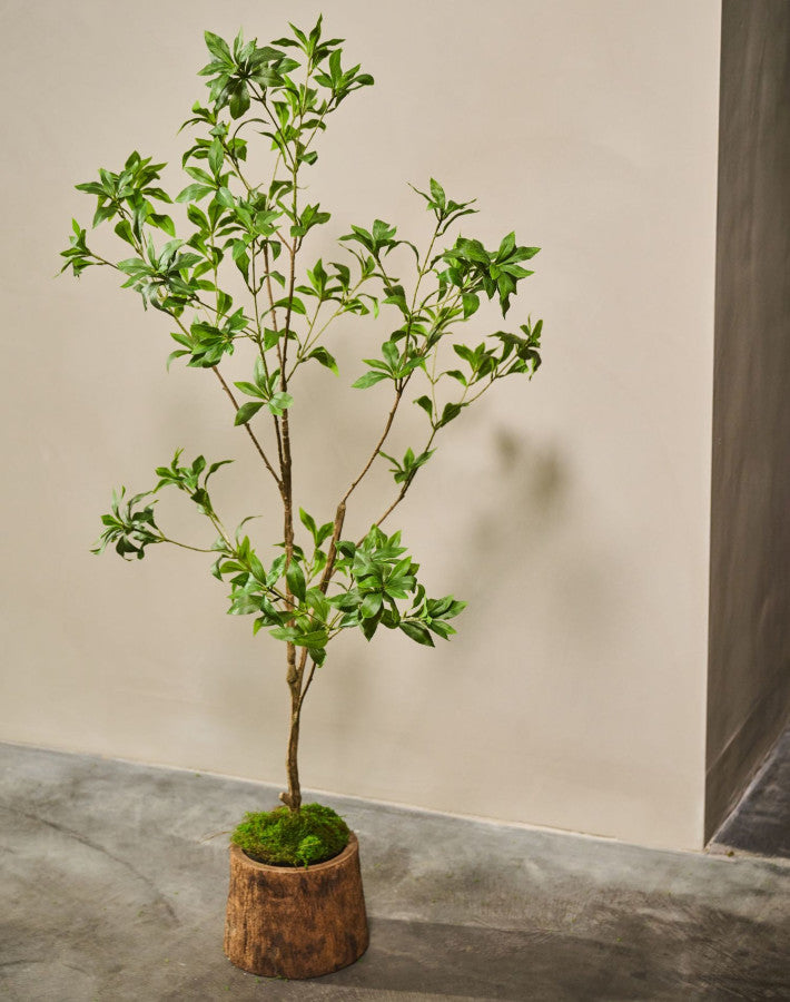 PITTOSPORUM I/GLAS GROEN  150 cm