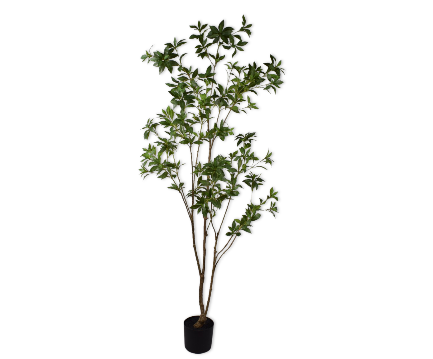 PITTOSPORUM I/POT GROEN  210 cm