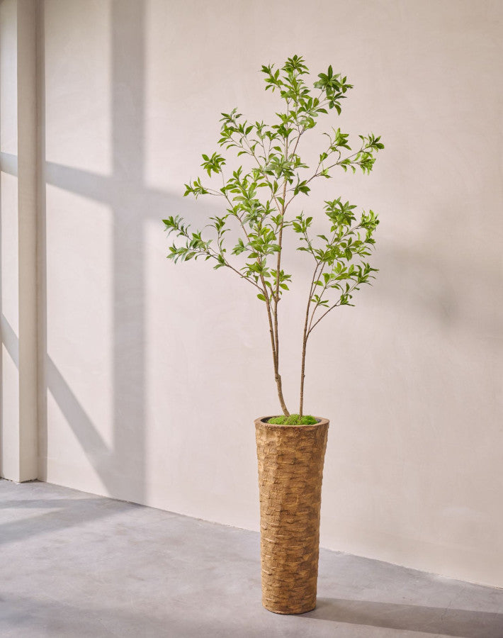 PITTOSPORUM I/POT GROEN  210 cm
