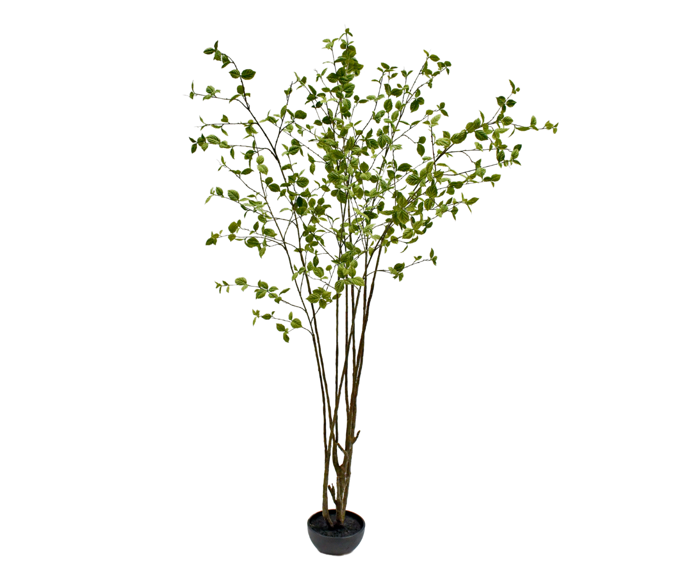 BEUKEN I/POT GROEN  260 cm