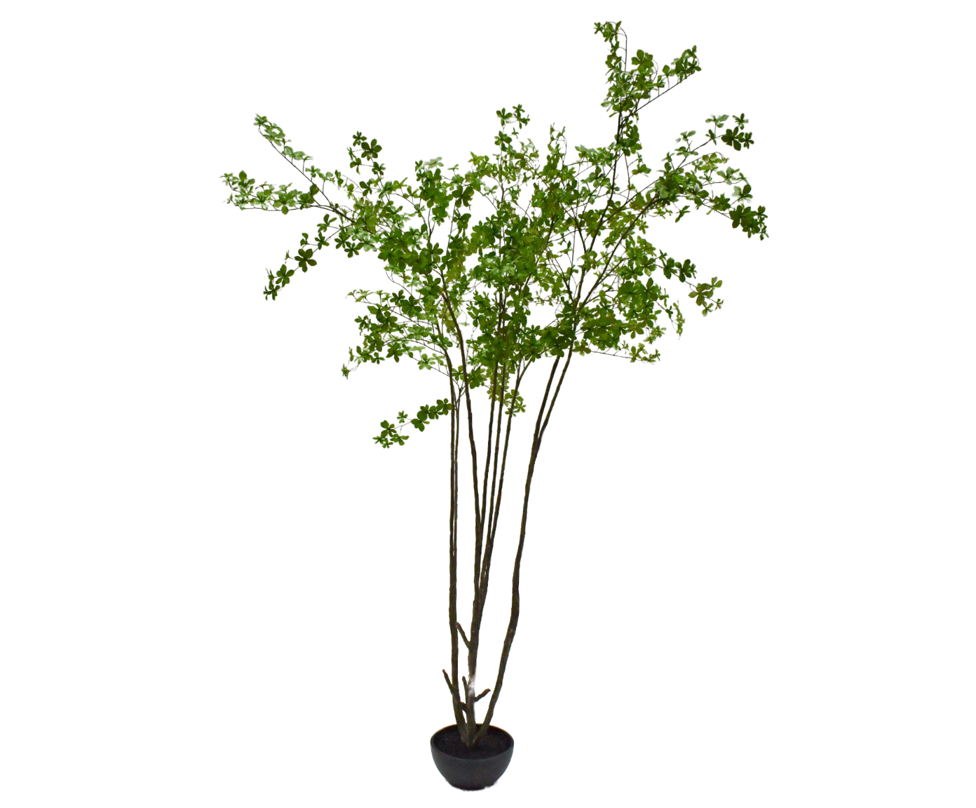 BUCIDA I/POT GROEN  250 cm