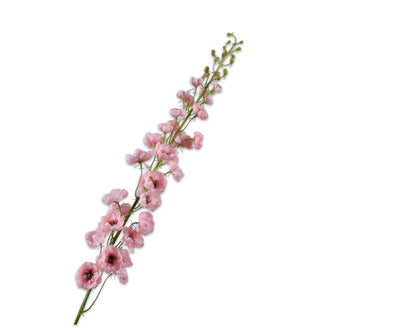 Losse zijdenbloem - Delphinium  Roze - 127 cm