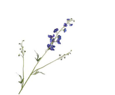 Losse zijdenbloem - Delphinium  Paars - 101 cm