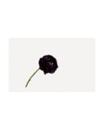 Losse zijden bloem Ranonkel bordeaux 55 cm
