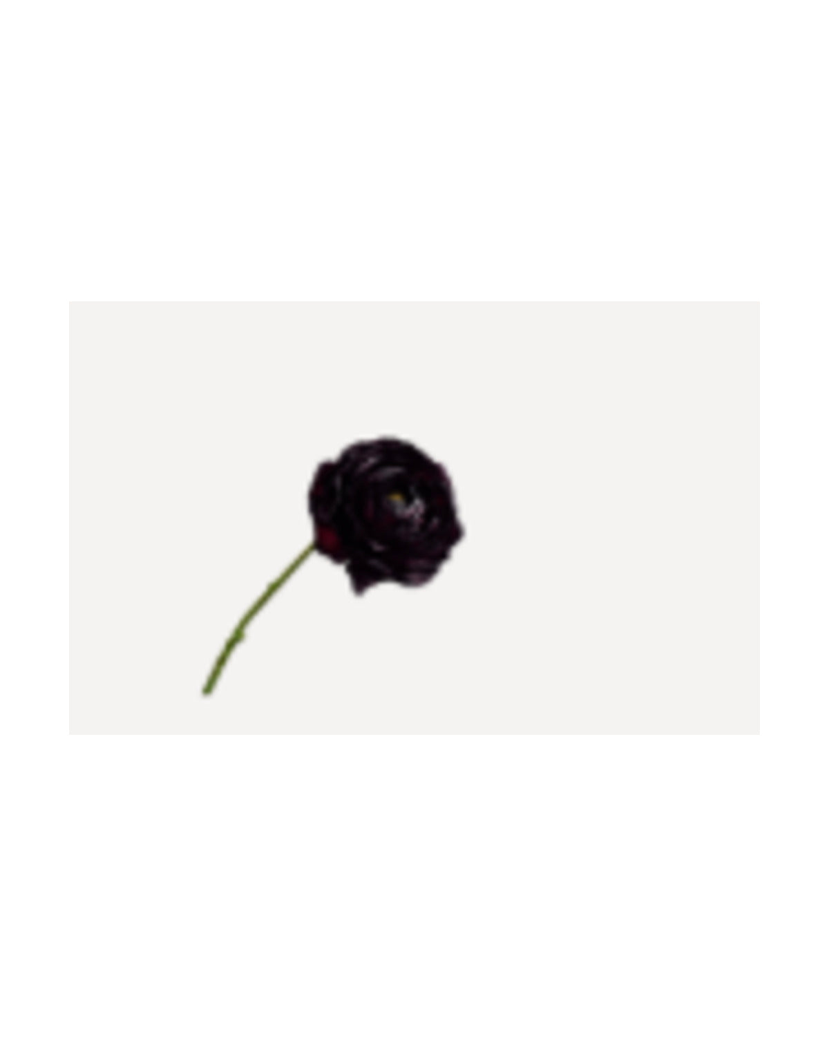 Losse zijden bloem Ranonkel bordeaux 55 cm