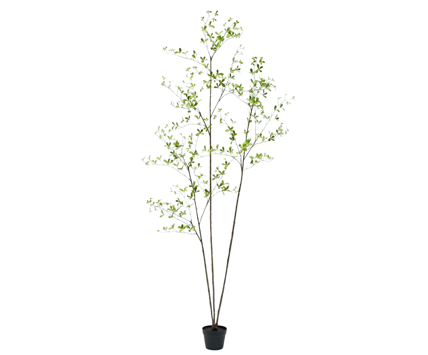 BUCIDA I/POT GROEN  235 cm