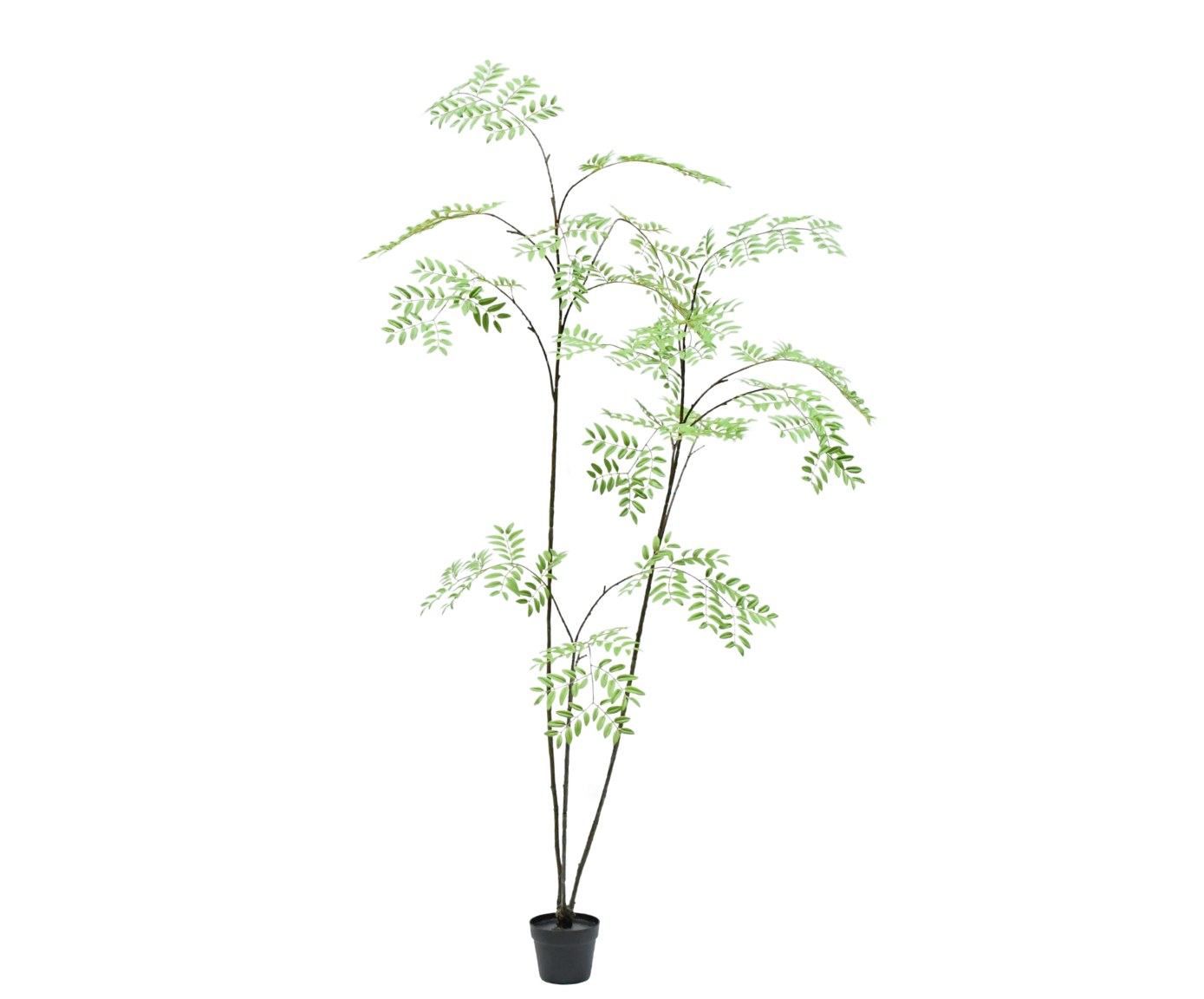 ARALIA I/POT GROEN  235 cm