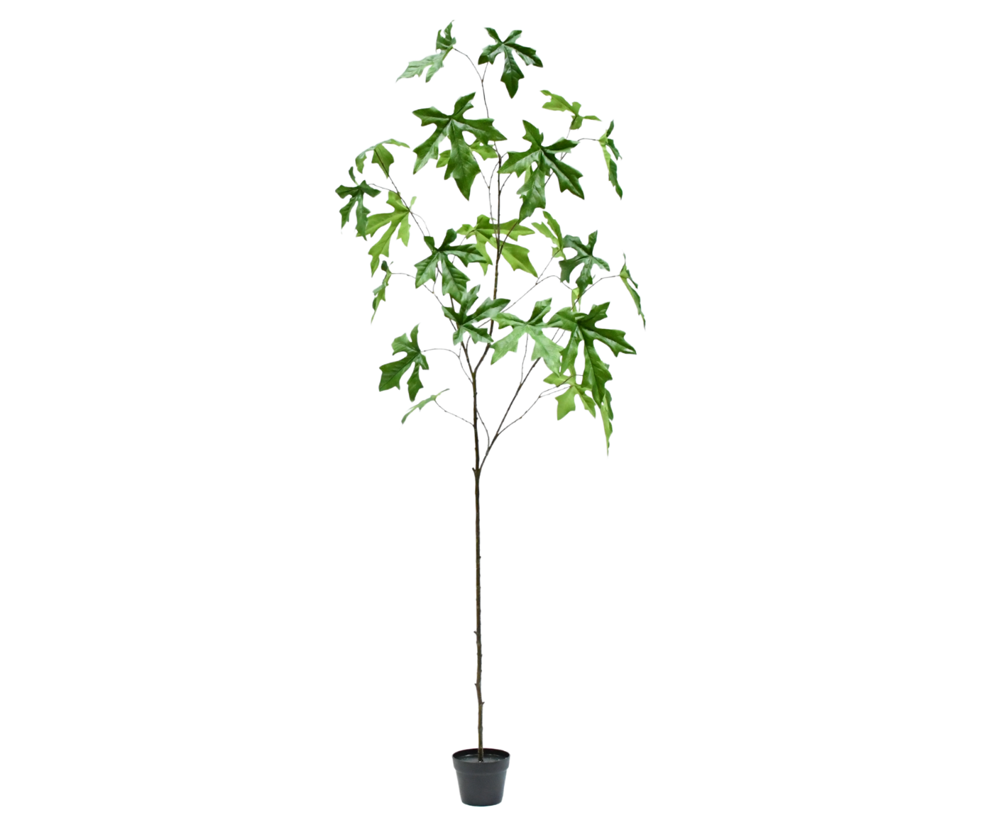 SCHEFFLERA I/POT GROEN  224 cm