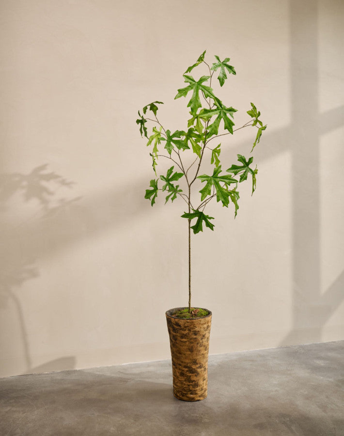 SCHEFFLERA I/POT GROEN  224 cm