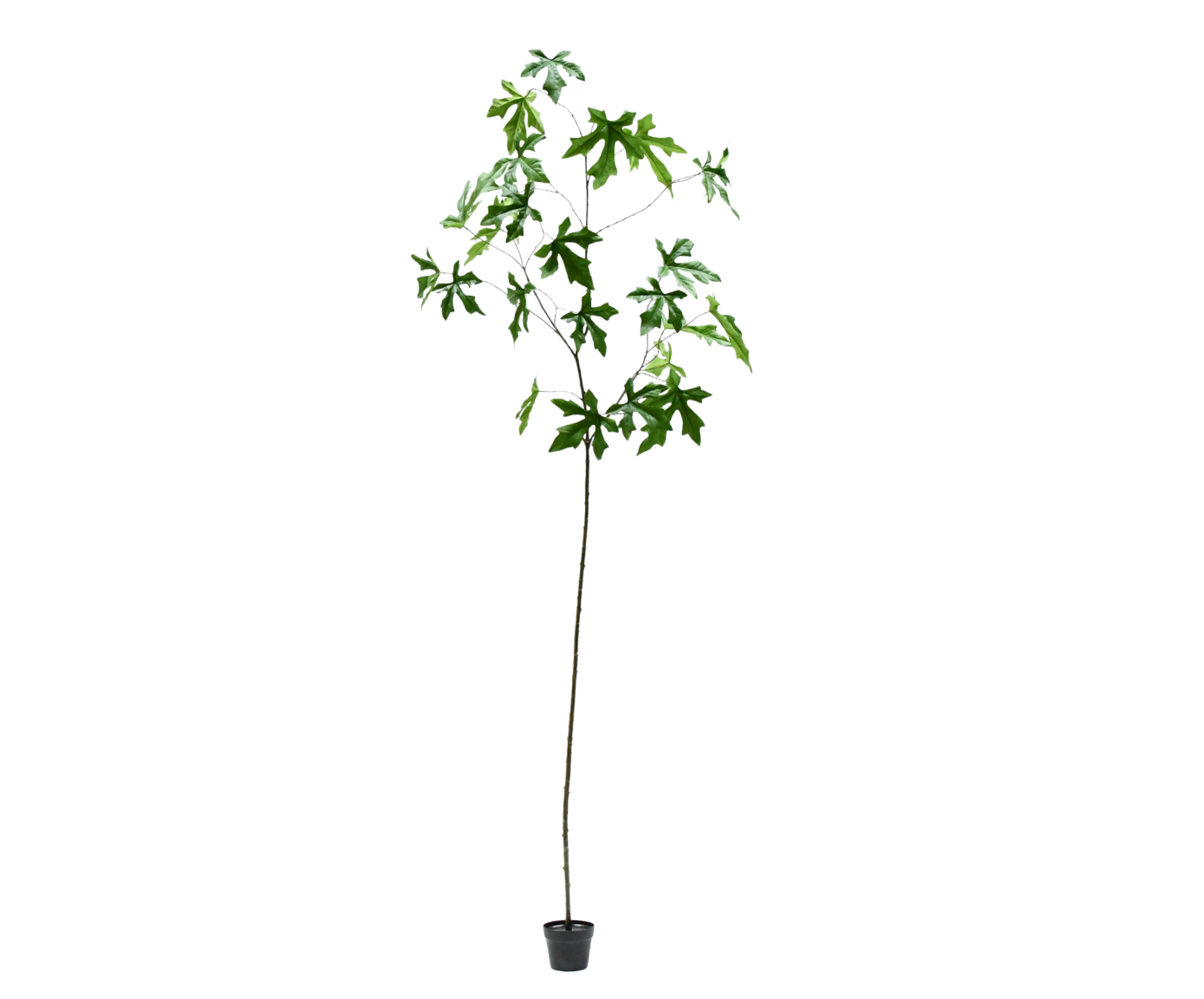SCHEFFLERA I/POT GROEN  295 cm