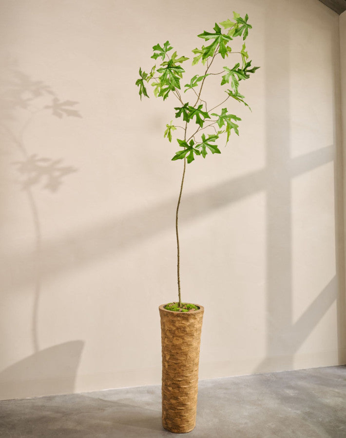 SCHEFFLERA I/POT GROEN  295 cm