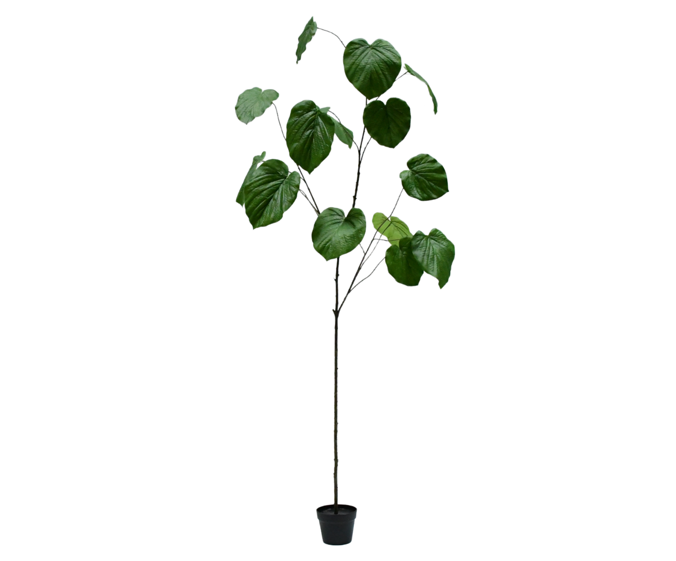 FICUS I/POT GROEN  212 cm