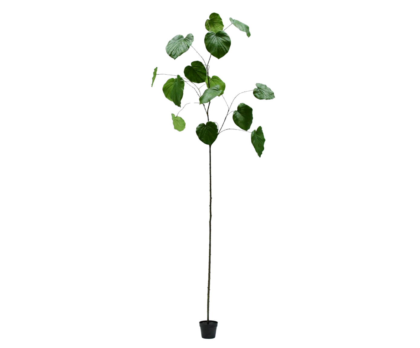 FICUS I/POT GROEN  290 cm