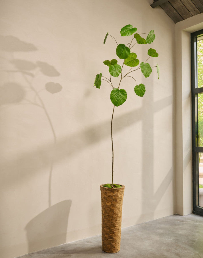 FICUS I/POT GROEN  290 cm
