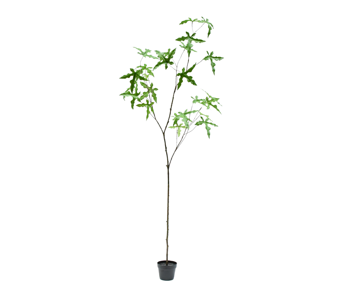 SCHEFFLERA I/POT GROEN  210 cm