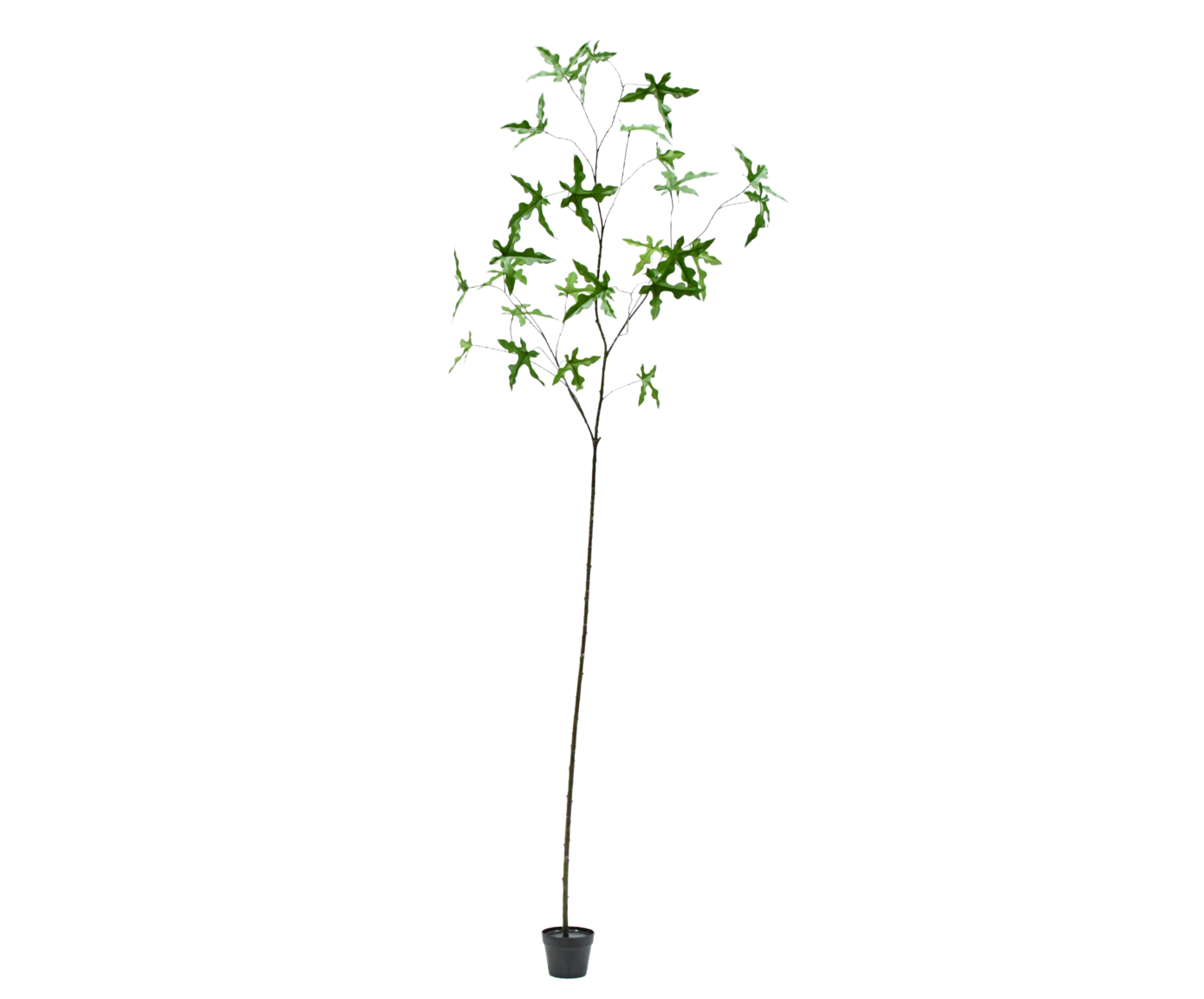 SCHEFFLERA I/POT GROEN  293 cm