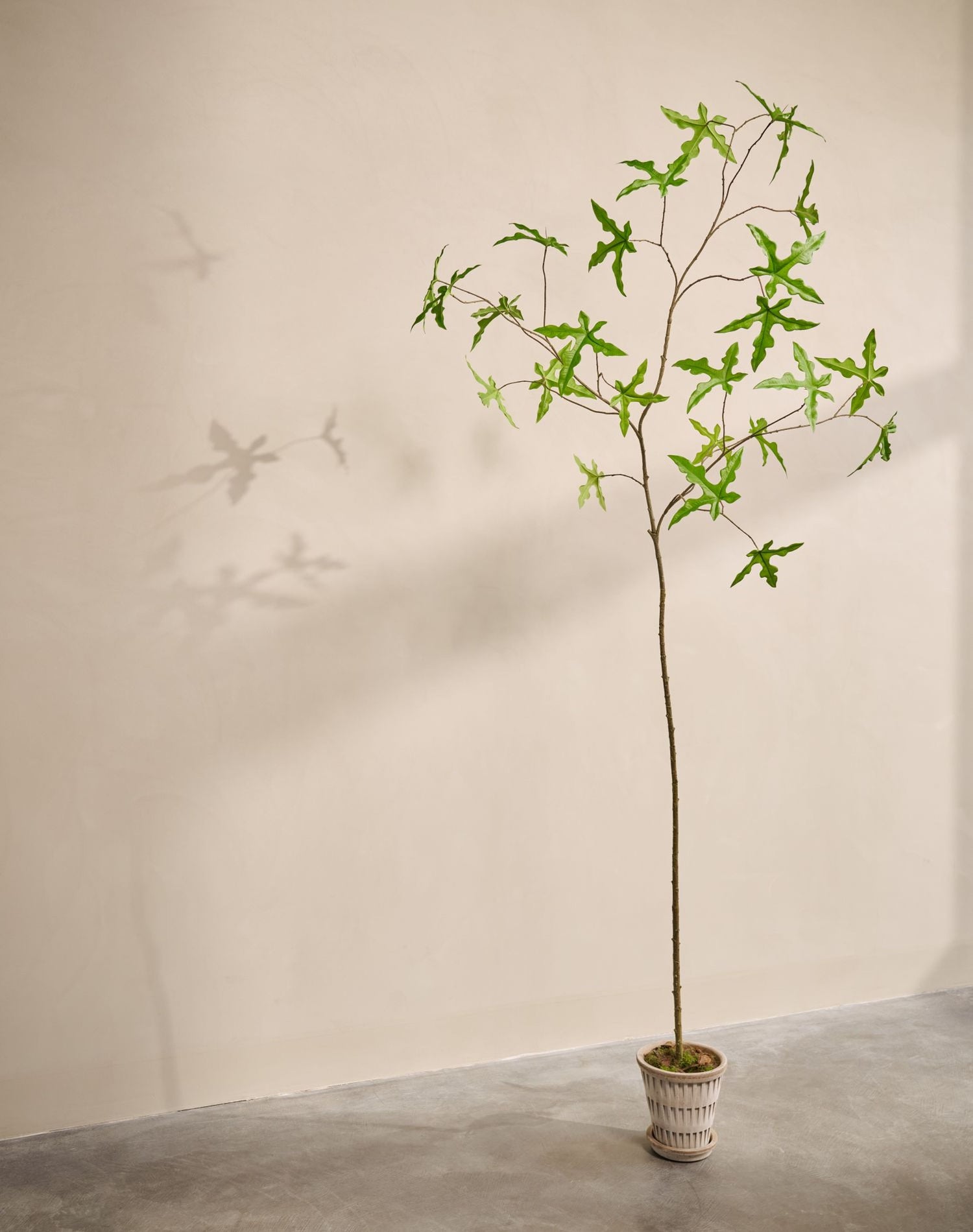 SCHEFFLERA I/POT GROEN  293 cm
