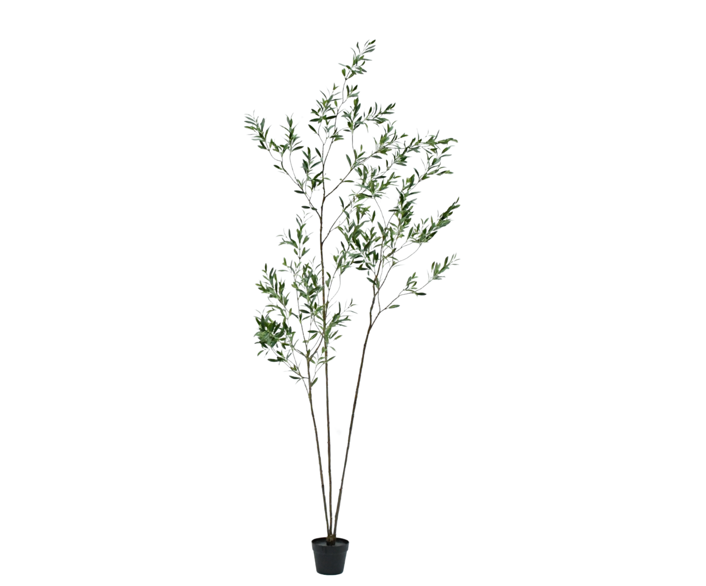 OLIJF BOOM GROEN  227 cm