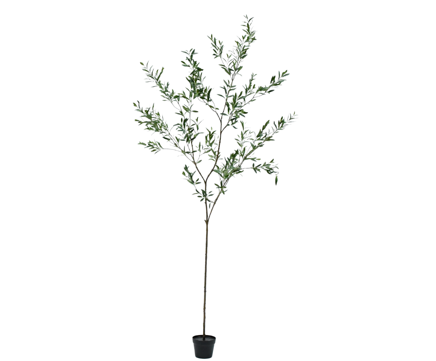 OLIJF I/POT GROEN  234 cm