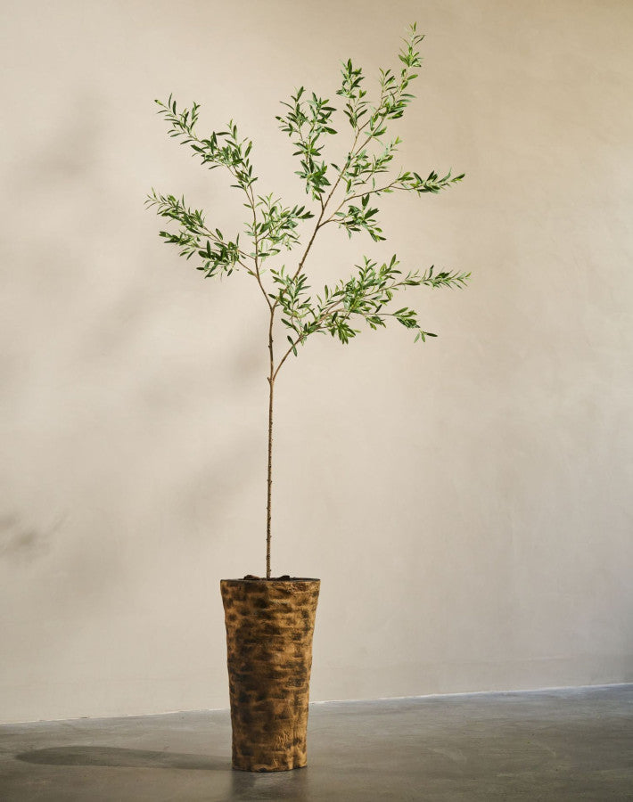 OLIJF I/POT GROEN  234 cm