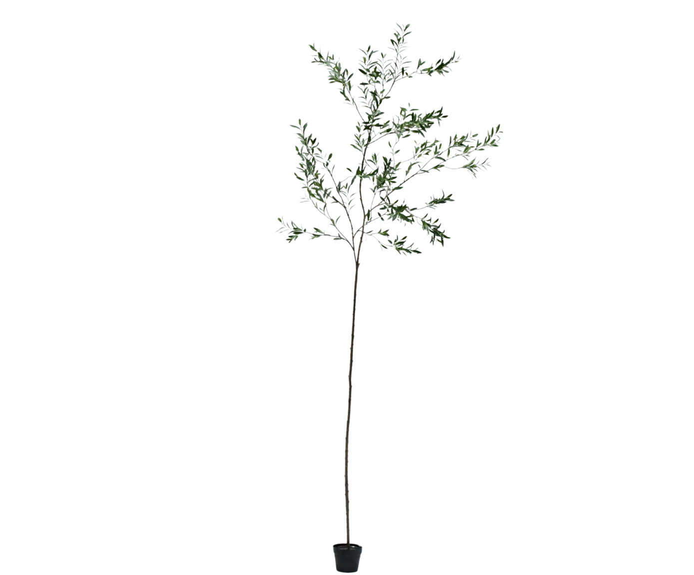 OLIJF I/POT GROEN  298 cm