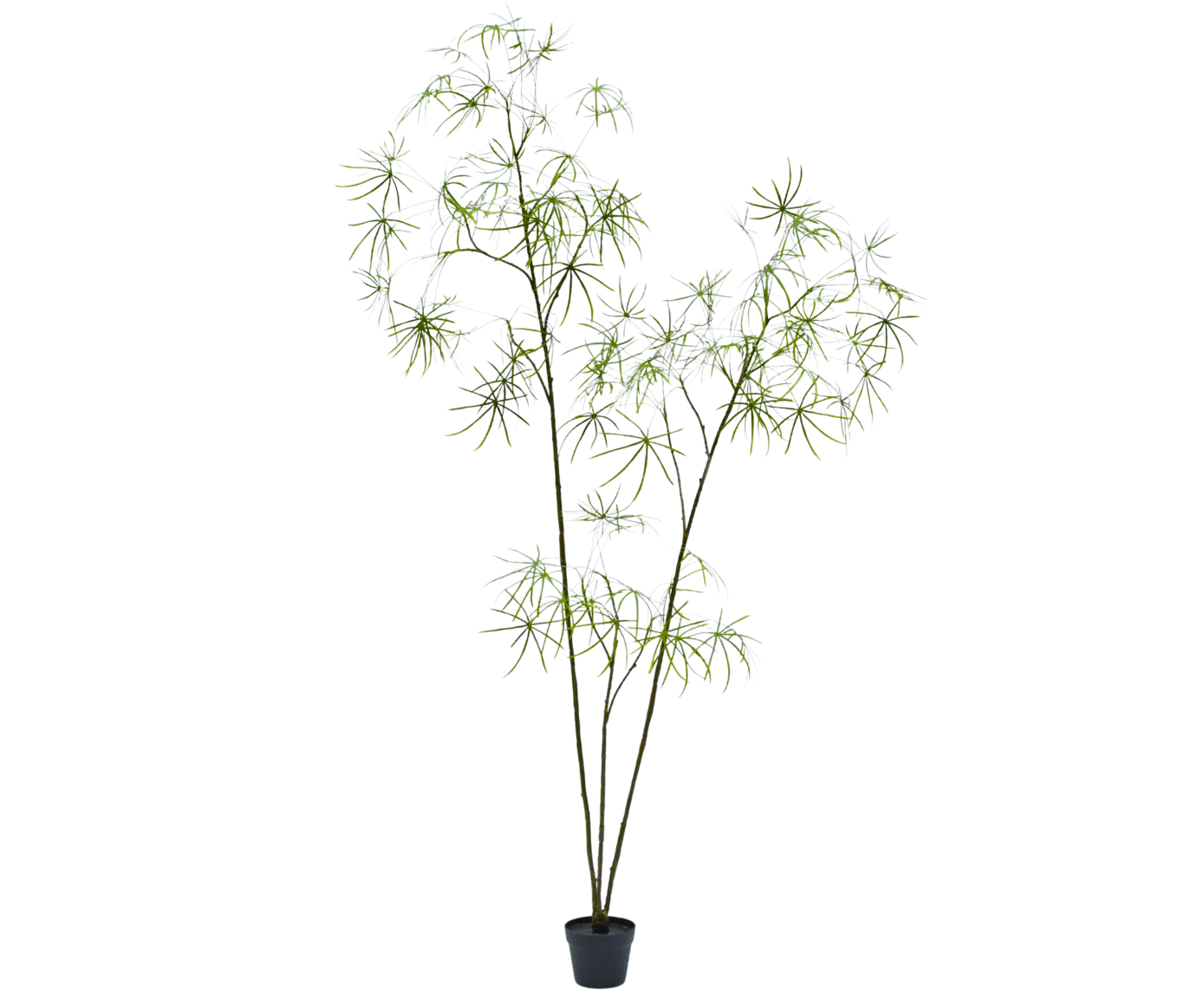 SCHEFFLERA I/POT GROEN  223 cm