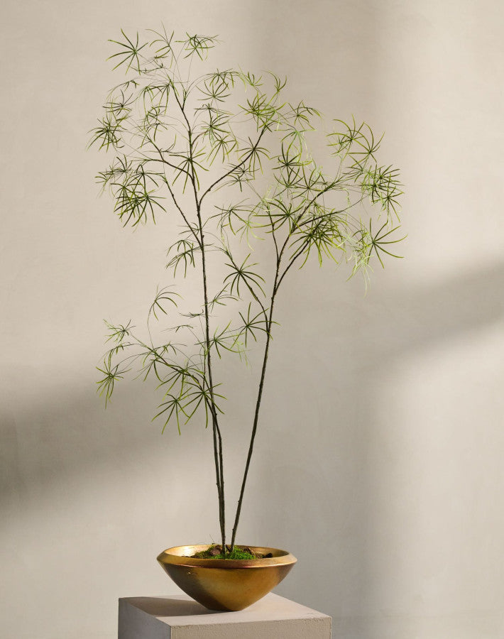 SCHEFFLERA I/POT GROEN  223 cm