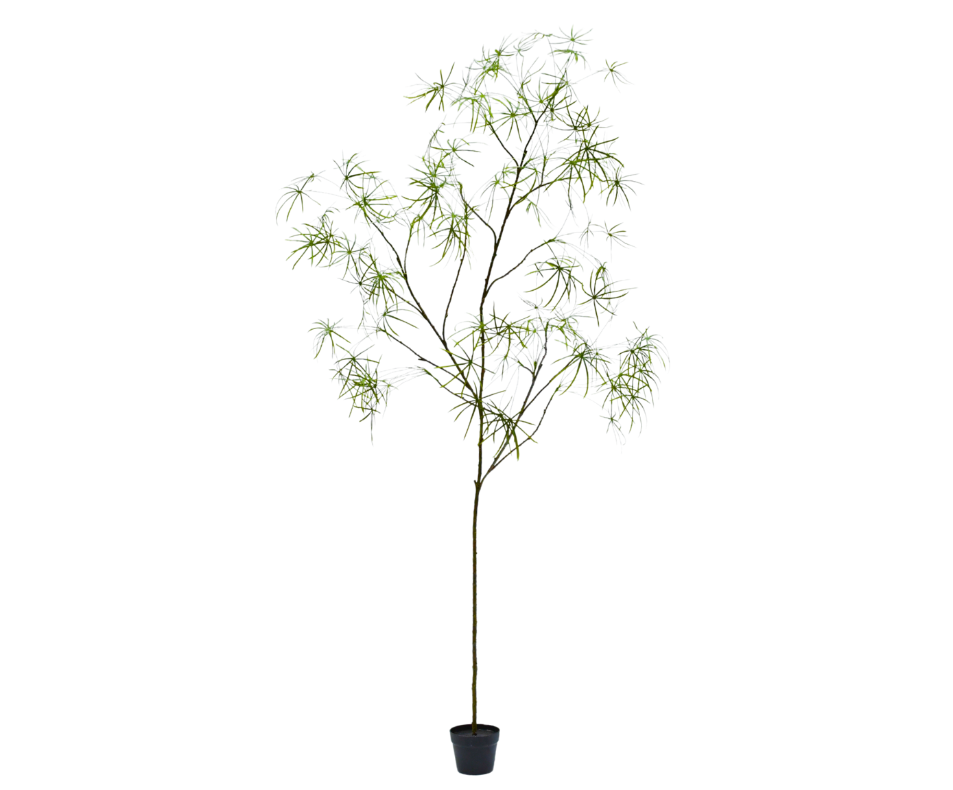 SCHEFFLERA I/POT GROEN  240 cm