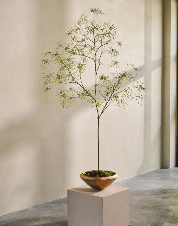 SCHEFFLERA I/POT GROEN  240 cm