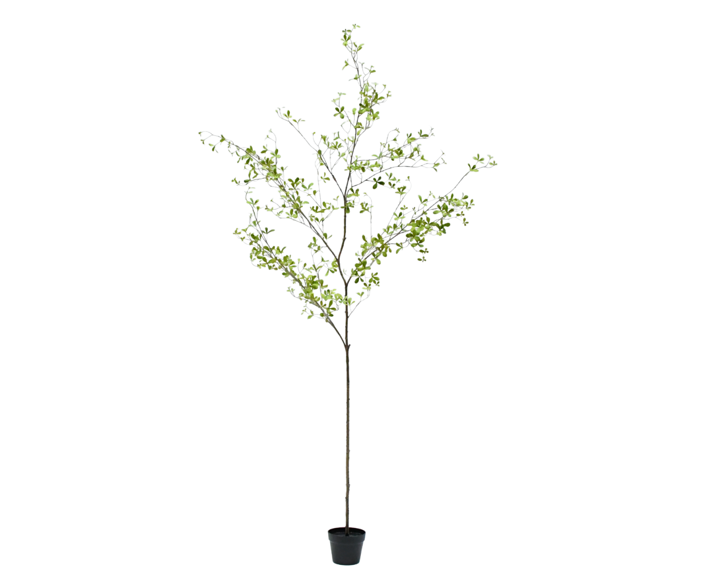 BUCIDA I/POT GROEN  220 cm