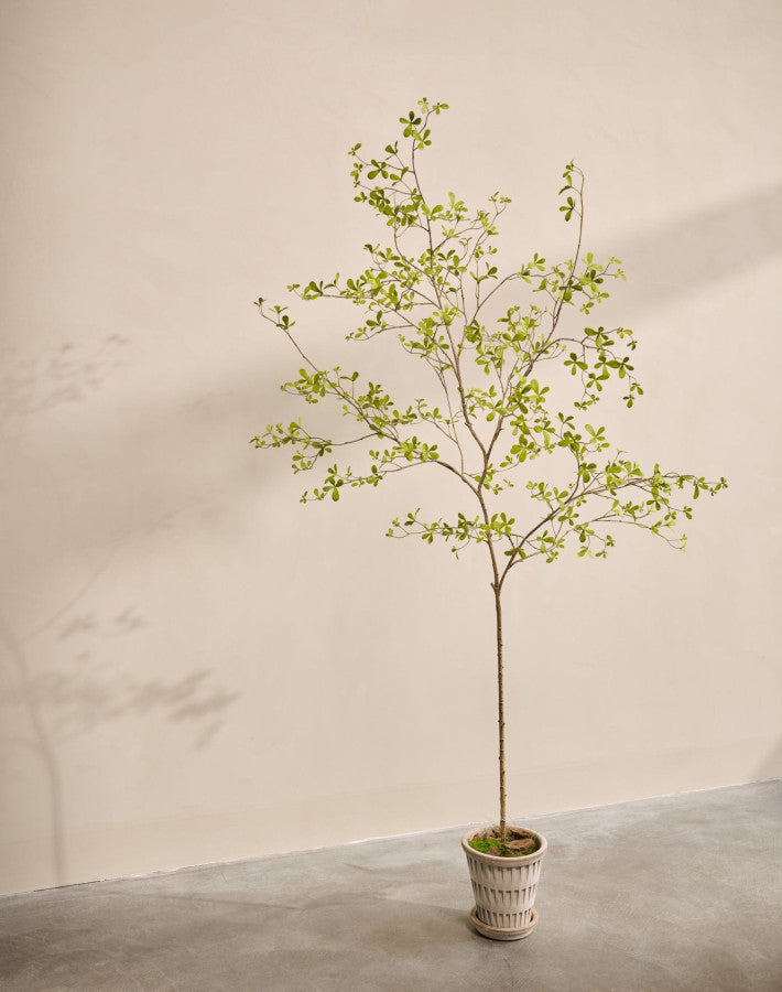 BUCIDA I/POT GROEN  220 cm