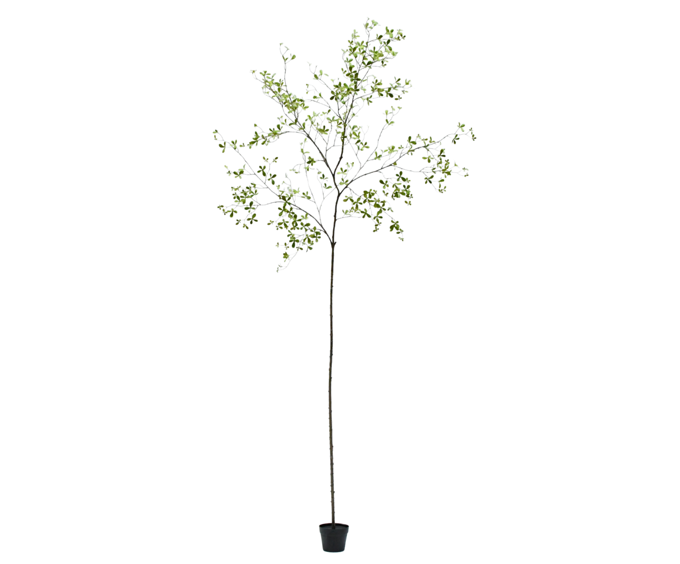 BUCIDA I/POT GROEN  290 cm