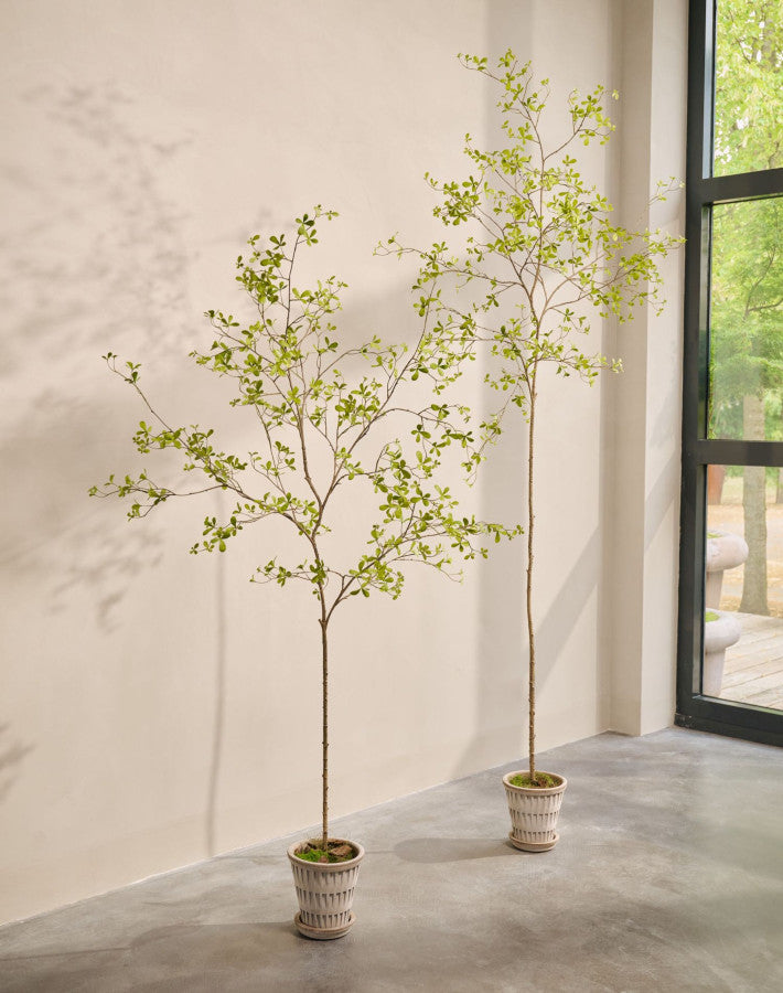 BUCIDA I/POT GROEN  290 cm