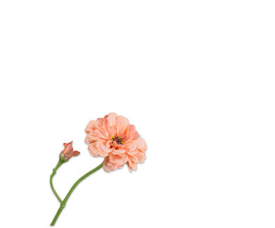Losse zijdenbloem - Zinnia  Perzik - 65 cm