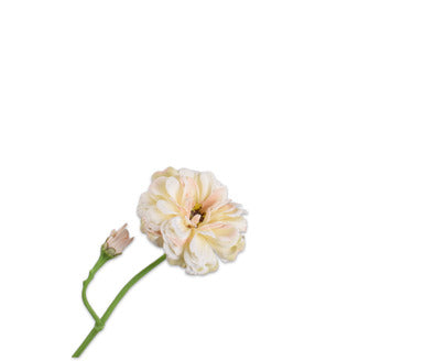 Losse zijdenbloem - Zinnia  Creme - 65 cm
