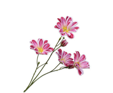 Losse zijdenbloem - Margriet  Beauty - 65 cm