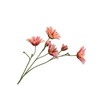 Losse zijdenbloem - Margriet  Roz/Gl - 65 cm