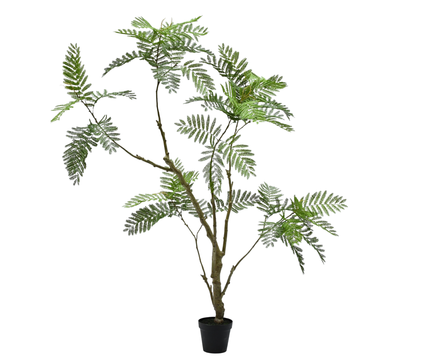 ACACIA I/POT GROEN 210 cm